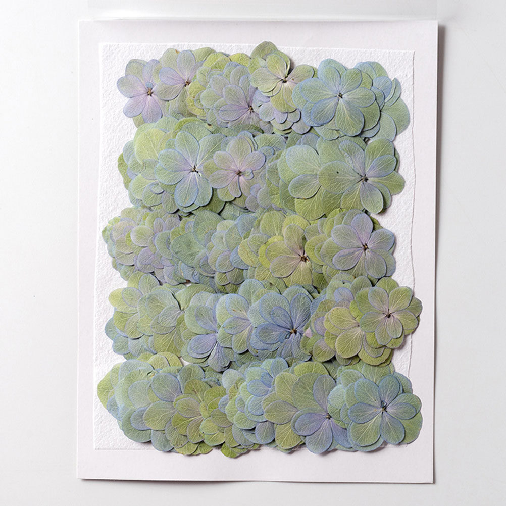30Pcs Multicolored Pressed Dri - Dried Flower Bulk ulasan dan harga