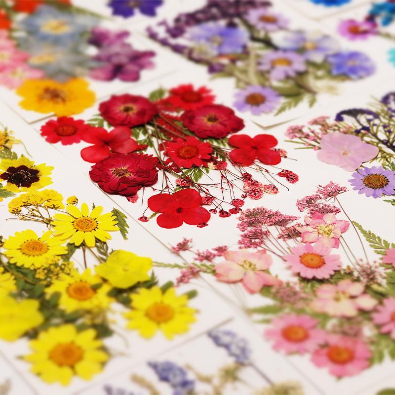 Real Natural Pressed Dried Pla - Flower Preservation Resin ulasan dan harga
