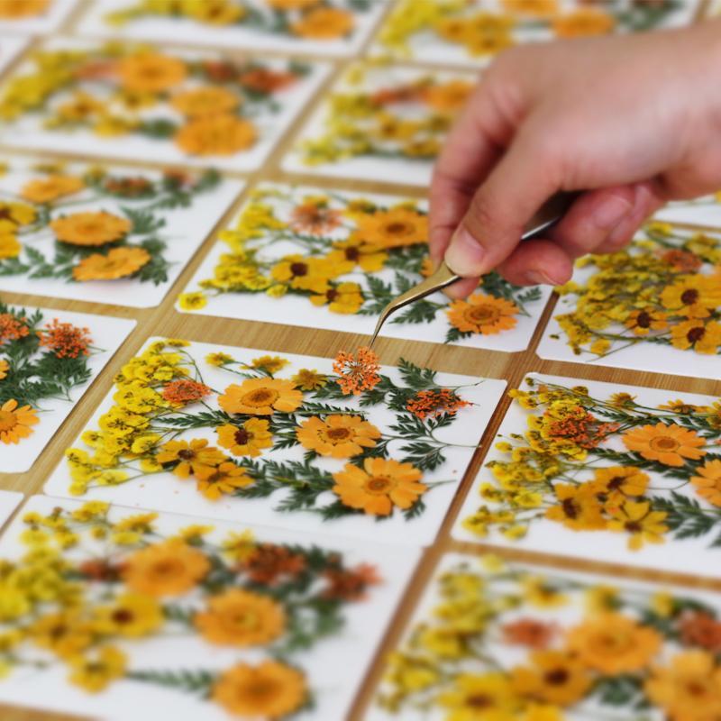 Real Natural Pressed Dried Pla - Flower Preservation Resin ulasan dan harga