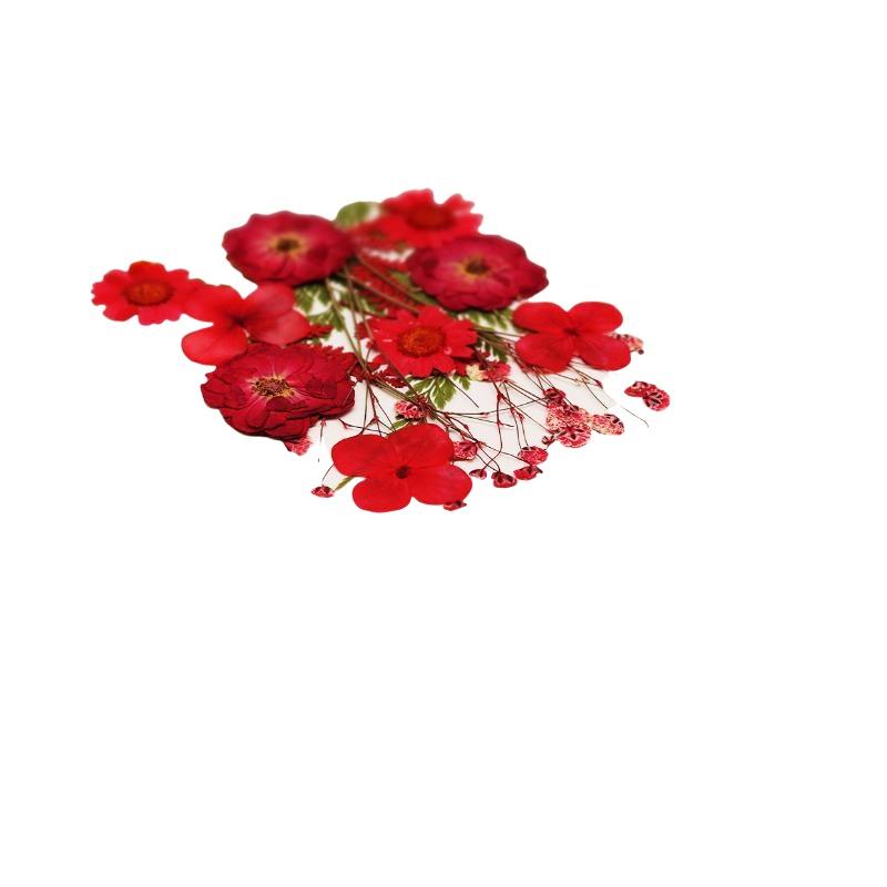 Real Natural Pressed Dried Pla - Flower Preservation Resin ulasan dan harga