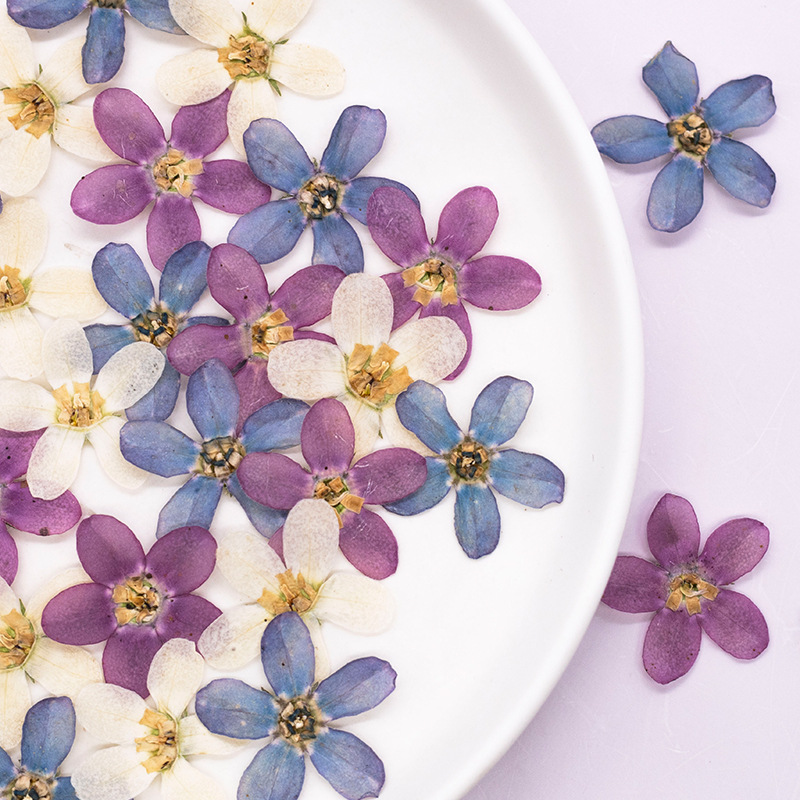 12pcs,Pressed Blue Star Flower - Dried Flower Bulk ulasan dan harga