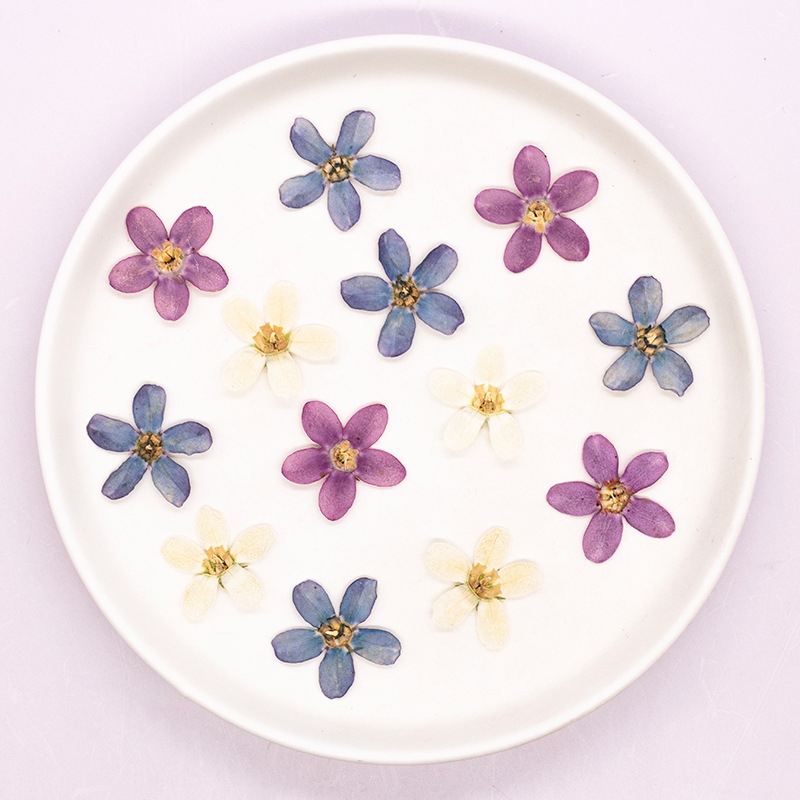 12pcs,Pressed Blue Star Flower - Dried Flower Bulk ulasan dan harga