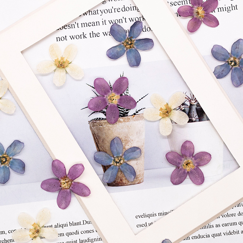 12pcs,Pressed Blue Star Flower - Dried Flower Bulk ulasan dan harga