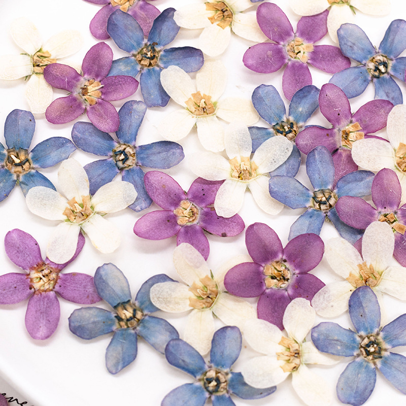 12pcs,Pressed Blue Star Flower - Dried Flower Bulk ulasan dan harga