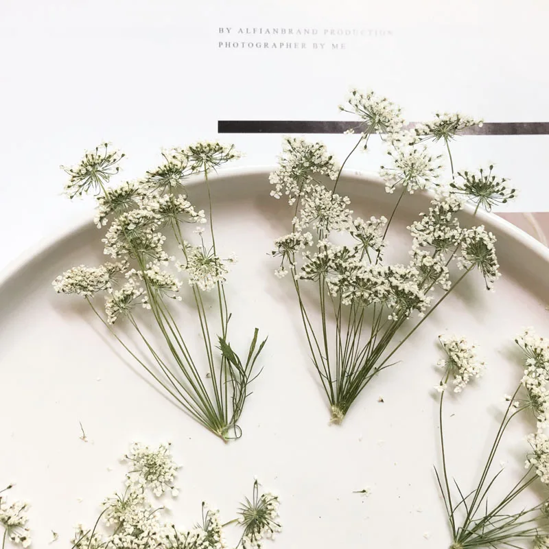 5-7cm/12pcs,Snow Tiny Flowers  - Dried Flower Bulk ulasan dan harga