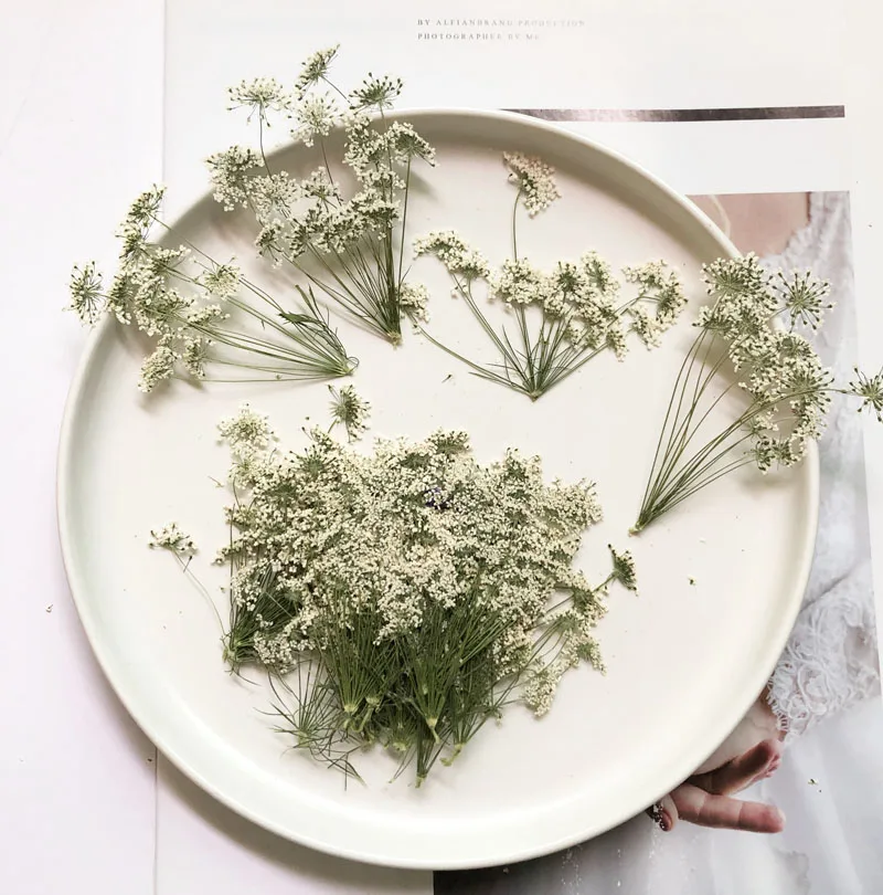 5-7cm/12pcs,Snow Tiny Flowers  - Dried Flower Bulk ulasan dan harga