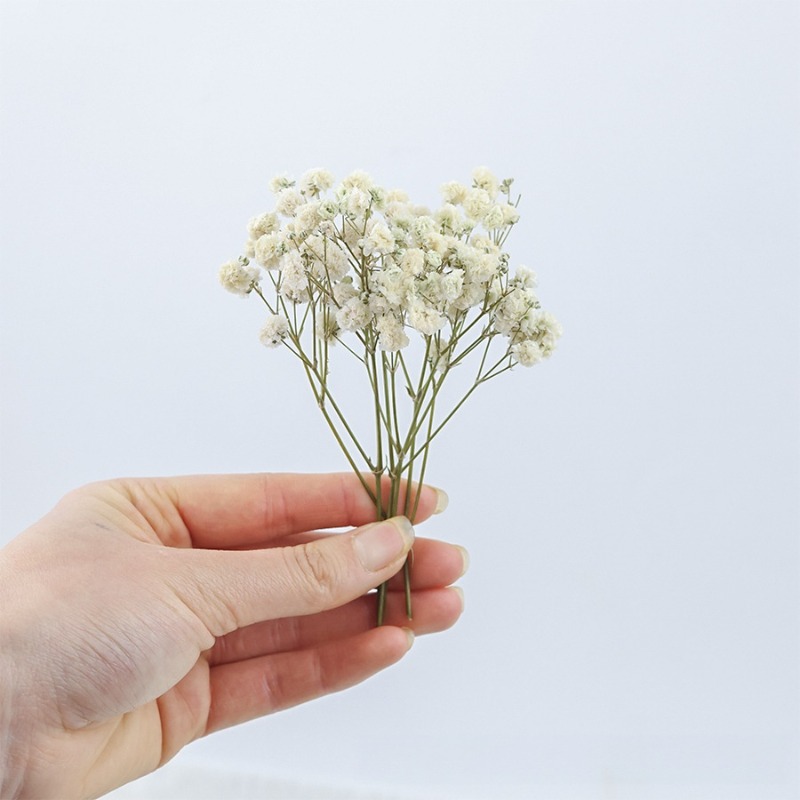 50pcs Natural Dried Gypsophila - Dried Flower Bulk ulasan dan harga